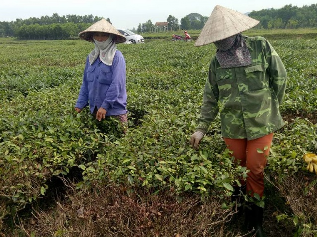 Sông Công: Có hiện tượng chè chết do ngập úng