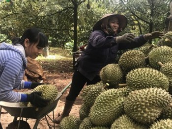 Đắk Lắk: Sầu riêng được mùa, giá cao kỷ lục