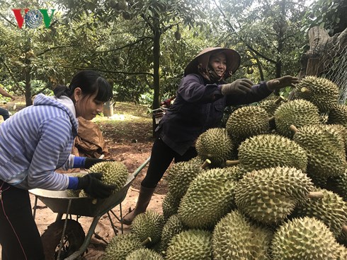 dak lak sau rieng duoc mua gia cao ky luc