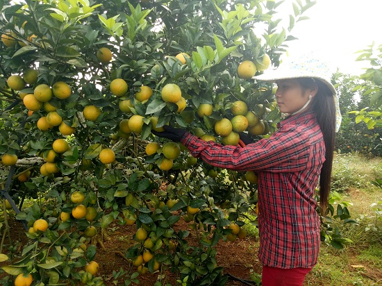 vung nong thon muong chum xanh sach dep the nay day