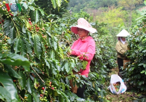 dien bien nguoi dan muong ang van lao dao vi ca phe mat mua mat gia