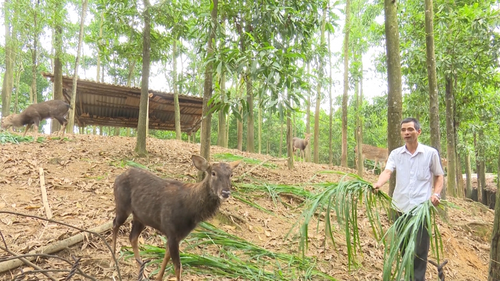 Làm giàu từ mô hình nuôi hươu Làm giàu từ mô hình nuôi hươu