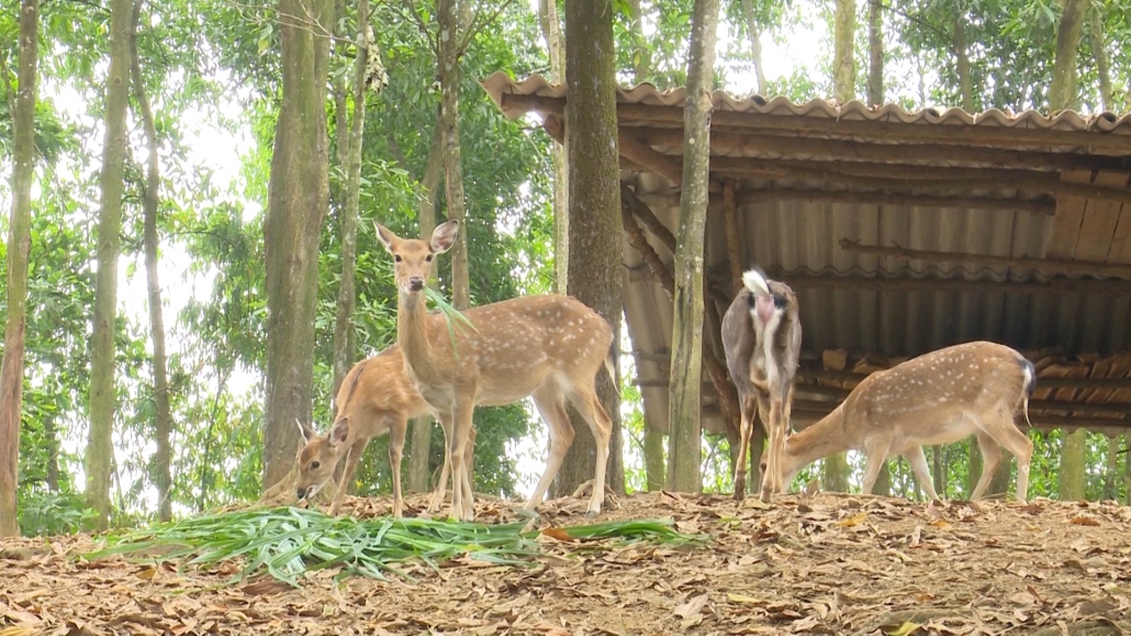 Làm giàu từ mô hình nuôi hươu Làm giàu từ mô hình nuôi hươu