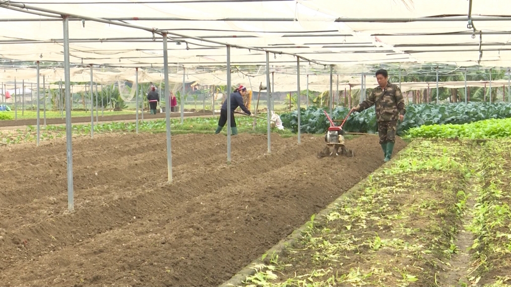 Nâng cao hiệu quả sản xuất từ thay đổi cơ cấu cây trồng Nâng cao hiệu quả sản xuất từ thay đổi cơ cấu cây trồng