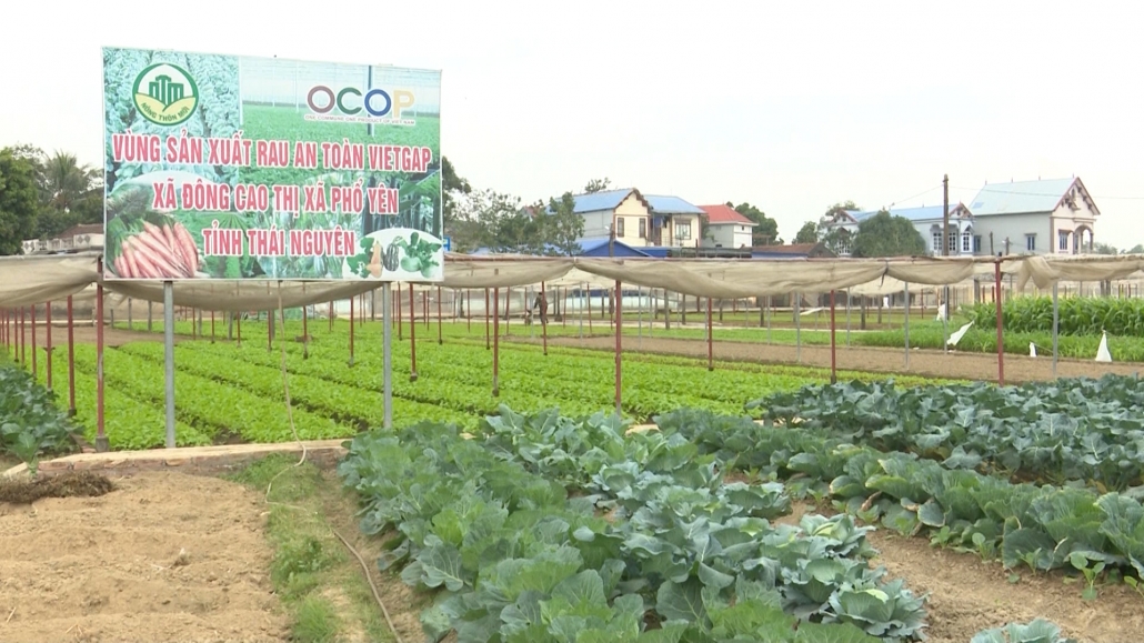 Nâng cao hiệu quả sản xuất từ thay đổi cơ cấu cây trồng Nâng cao hiệu quả sản xuất từ thay đổi cơ cấu cây trồng