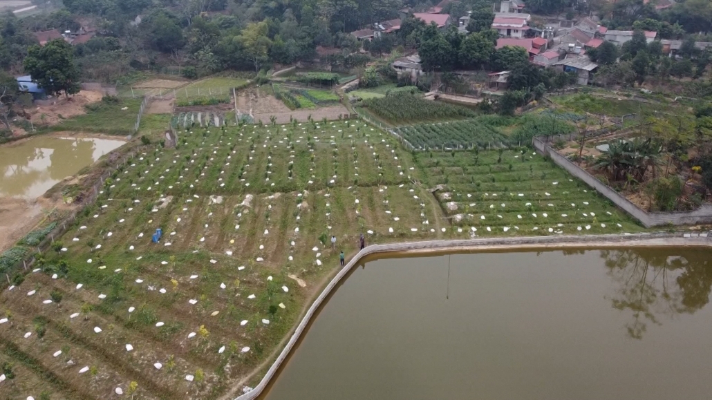 Biến đất lúa kém hiệu quả thành mô hình nông nghiệp cho thu nhập cao Biến đất lúa kém hiệu quả thành mô hình nông nghiệp cho thu nhập cao