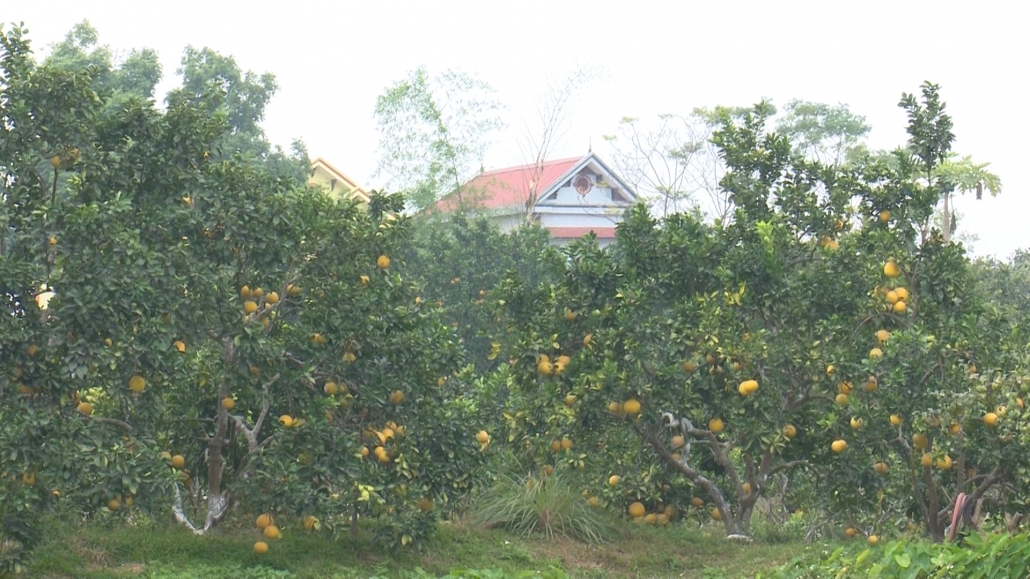 Biến đất lúa kém hiệu quả thành mô hình nông nghiệp cho thu nhập cao Biến đất lúa kém hiệu quả thành mô hình nông nghiệp cho thu nhập cao