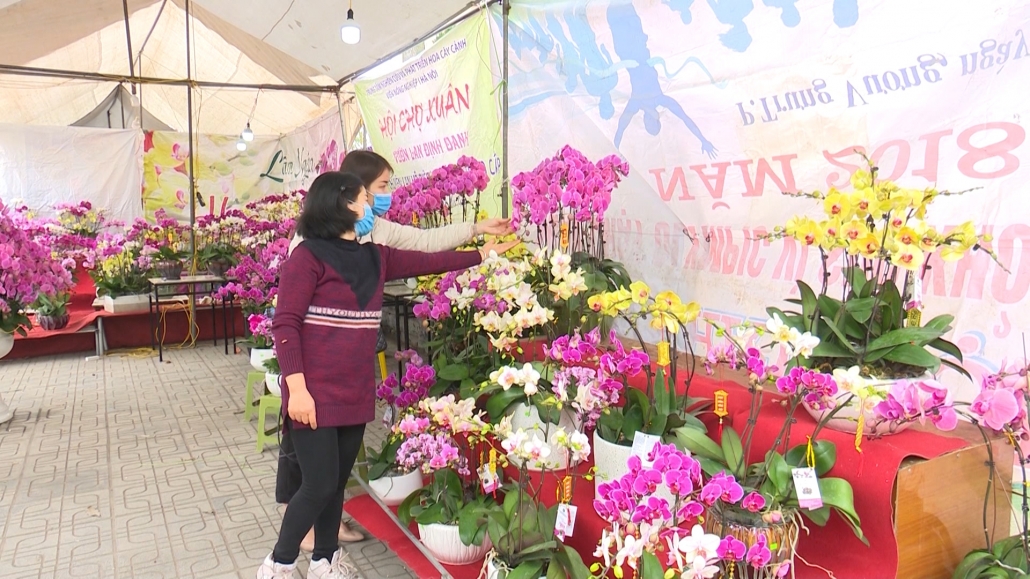 Đa dạng hoa tươi, cây cảnh ngày tết