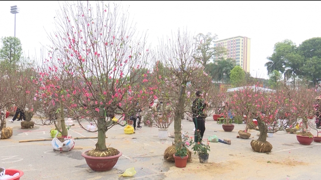 Đa dạng hoa tươi, cây cảnh ngày tết