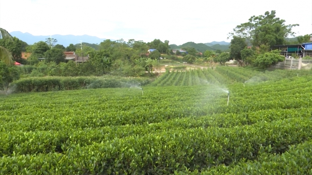 Trên 91.000 hộ dân ứng dụng cơ giới hóa trong chế biến chè Trên 91.000 hộ dân ứng dụng cơ giới hóa trong chế biến chè