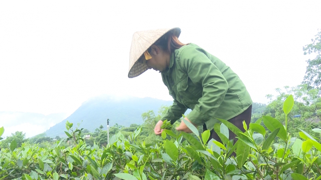 Tiếp tục định hướng sản xuất chè hữu cơ Tiếp tục định hướng sản xuất chè hữu cơ