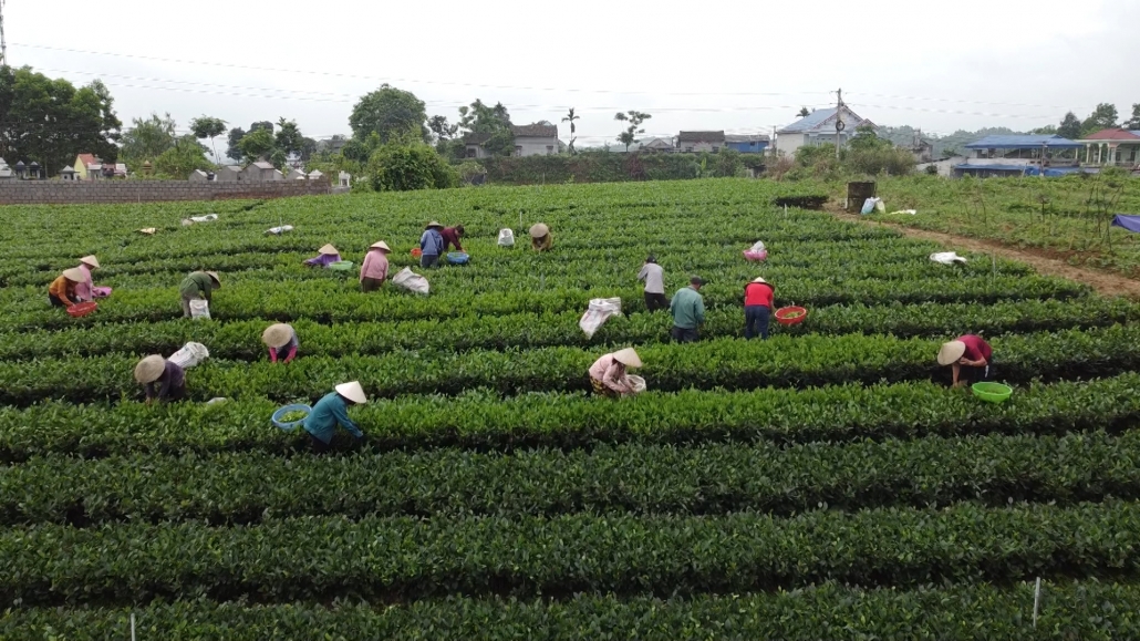 Tiếp tục định hướng sản xuất chè hữu cơ Tiếp tục định hướng sản xuất chè hữu cơ