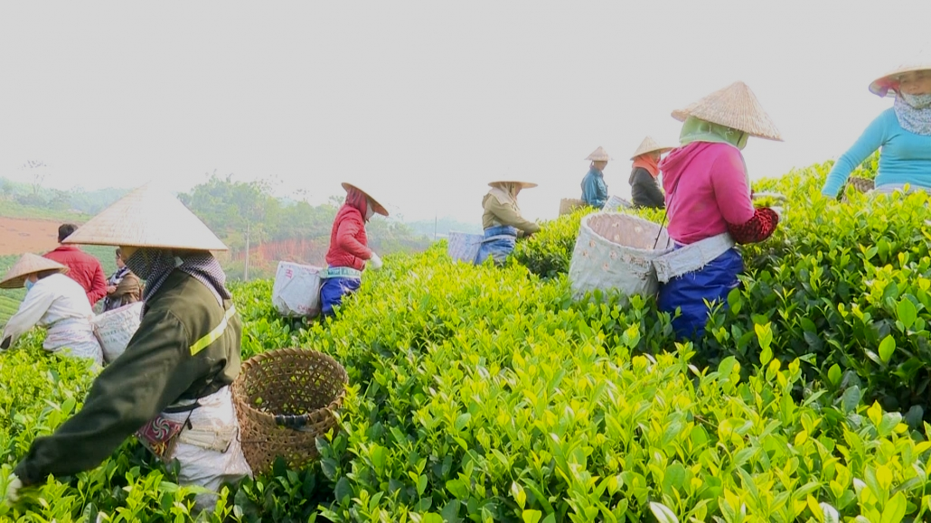 Tăng cường quản lý nhãn hiệu tập thể Chè Thái Nguyên Tăng cường quản lý nhãn hiệu tập thể Chè Thái Nguyên