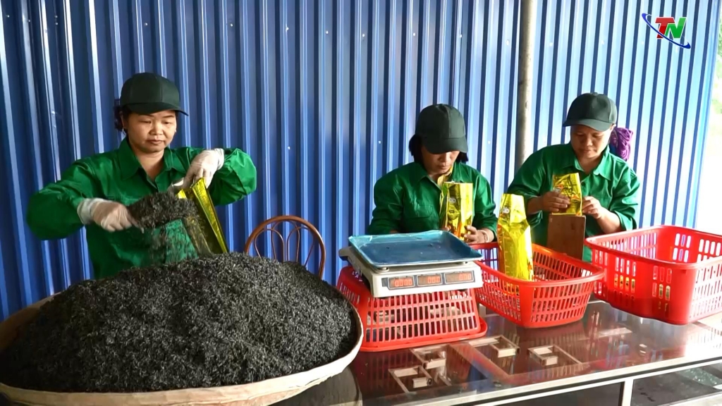 undefined Thái Nguyên cơ hội và thách thức với ngành chè từ EVFTA