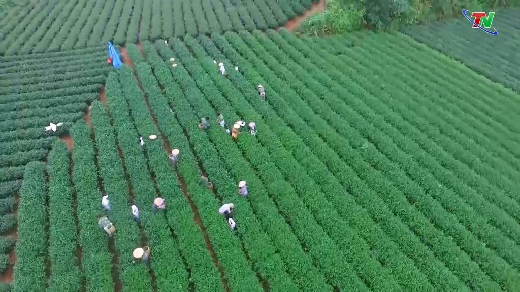 undefined Thái Nguyên cơ hội và thách thức với ngành chè từ EVFTA