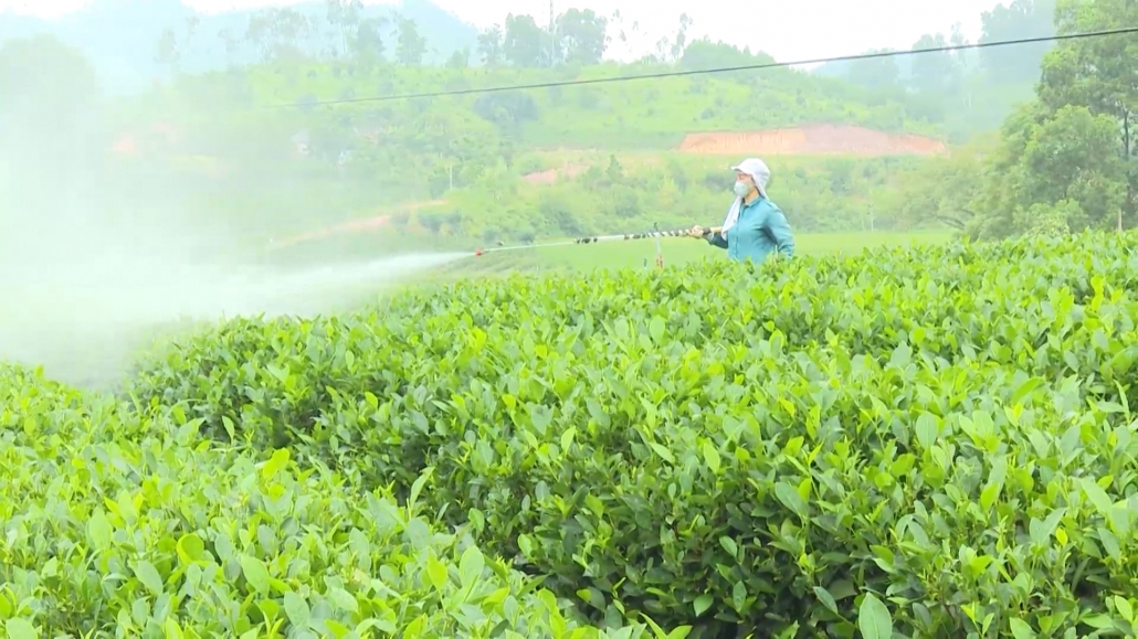 Nâng cao giá trị cây chè ở Phúc Xuân, thành phố Thái Nguyên Nâng cao giá trị cây chè ở Phúc Xuân, thành phố Thái Nguyên