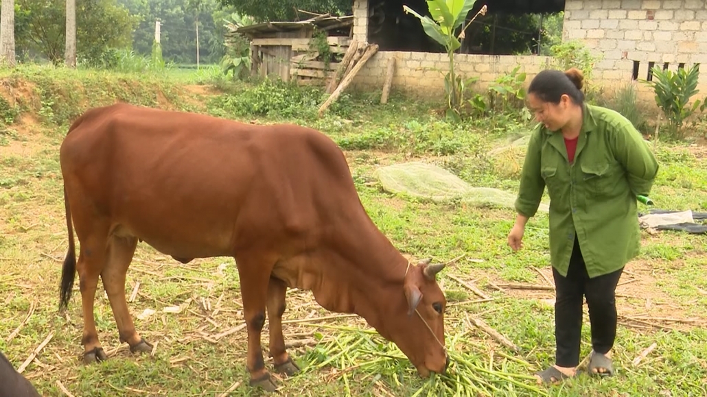 Đồng Hỷ, phát huy hiệu quả nguồn vốn tín dụng chính sách Đồng Hỷ, phát huy hiệu quả nguồn vốn tín dụng chính sách