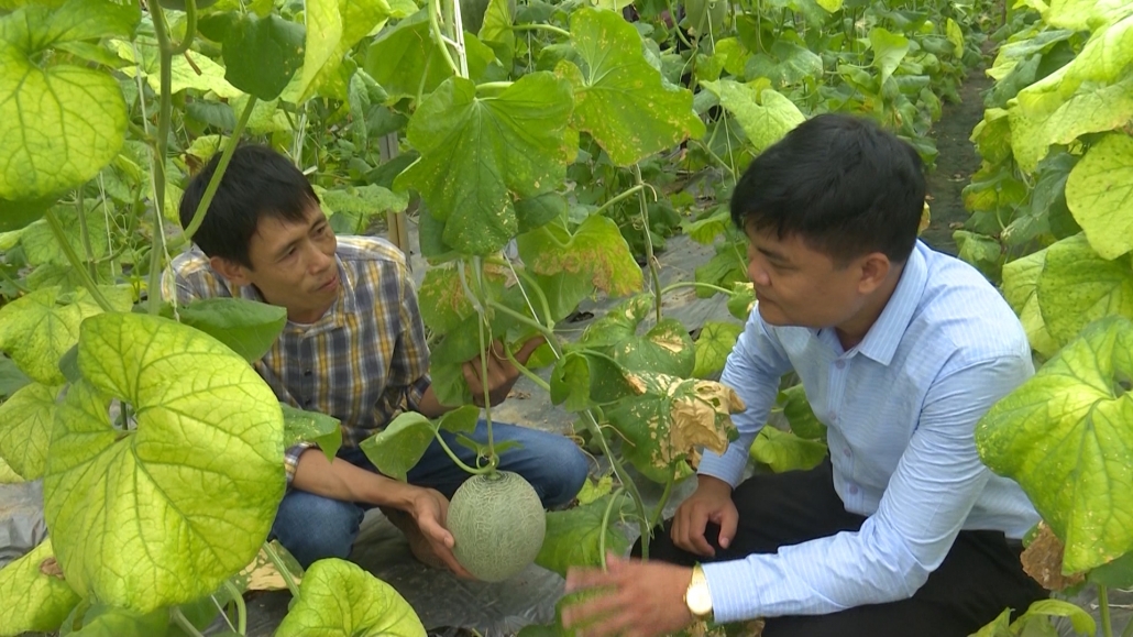 Thái Nguyên nhân rộng mô hình dưa lưới theo hướng hữu cơ Thái Nguyên nhân rộng mô hình dưa lưới theo hướng hữu cơ