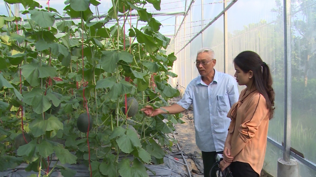 Thái Nguyên nhân rộng mô hình dưa lưới theo hướng hữu cơ Thái Nguyên nhân rộng mô hình dưa lưới theo hướng hữu cơ