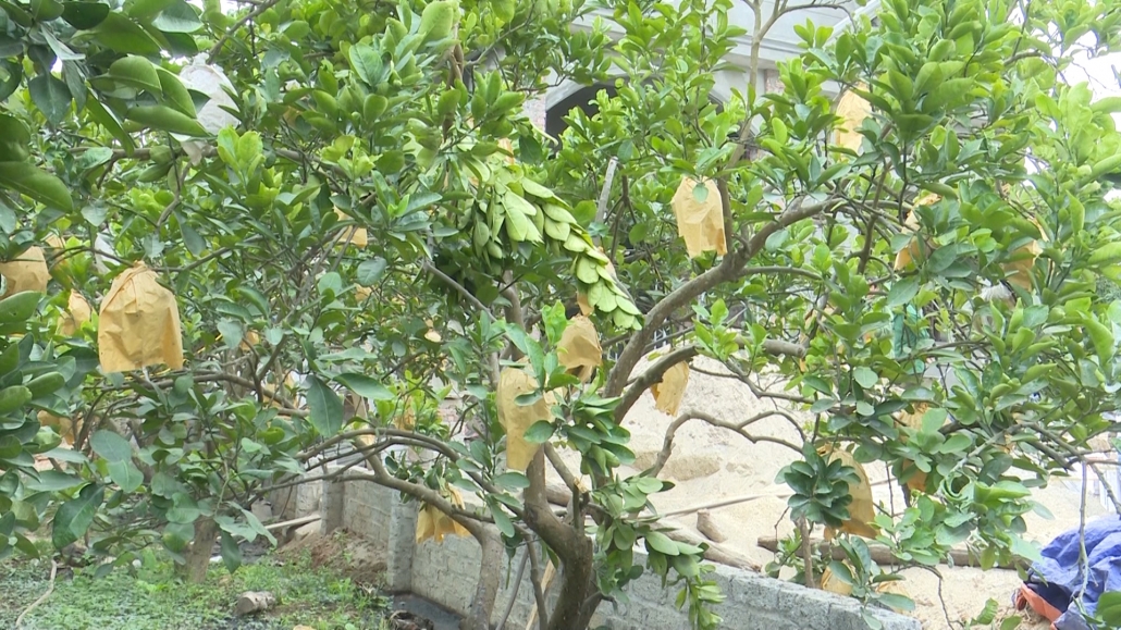 Đánh giá mô hình vườn mẫu phát triển kinh tế tại huyện Võ Nhai Đánh giá mô hình vườn mẫu phát triển kinh tế tại huyện Võ Nhai