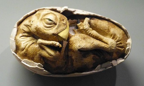 Khủng long có thể tuyệt chủng do ấp trứng quá lâu khung long co the tuyet chung do ap trung qua lau