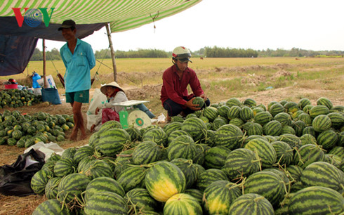 Dưa hấu rớt giá - Nông dân lãnh đủ vì thương lái bẻ kèo