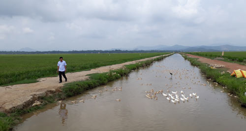 dan xa van ninh lam ruong mot thua