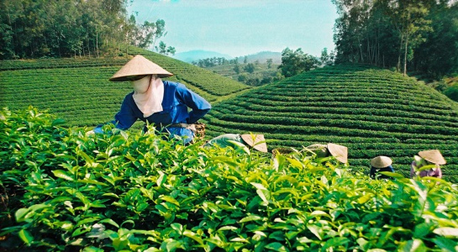 vi sao viet nam chua la nuoc xuat khau che hang dau