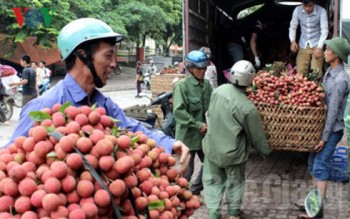 Quả vải thiều vẫn thiếu liên kết để có thị trường ổn định