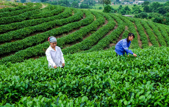 huong toi nhan rong dien tich che dat tieu chuan vietgap