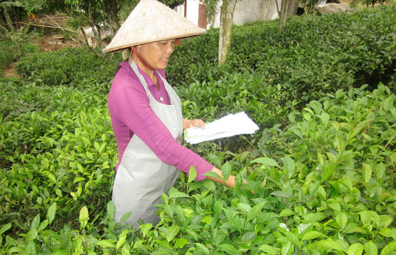 Diện tích chè VietGAP chưa tương xứng tiềm năng