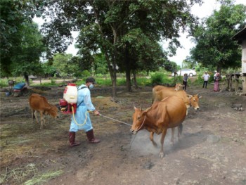 Khánh Hoà đối phó dịch lở mồm long móng