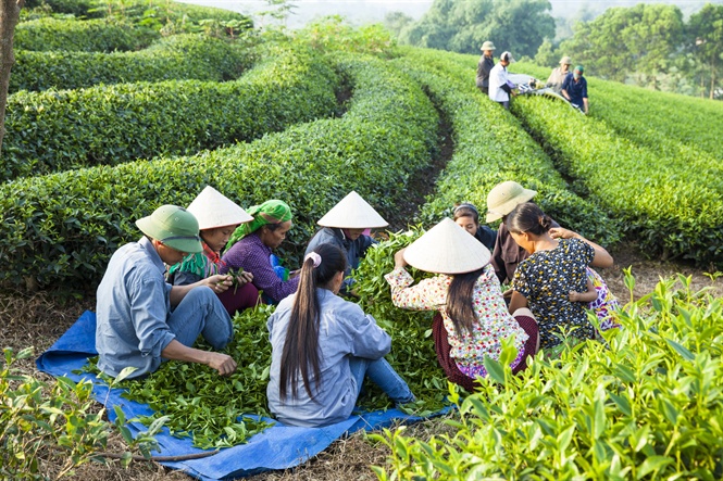 Phân bón Văn Điển thích hợp cây chè