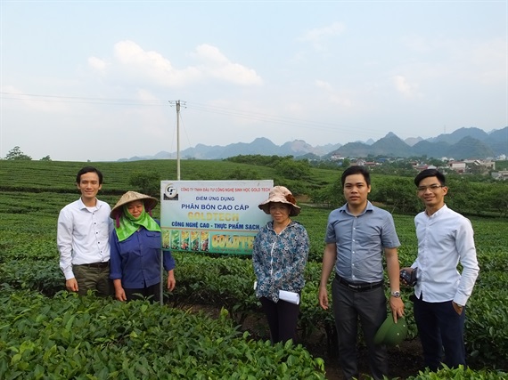 Hồi sinh cây chè bằng phân sinh học