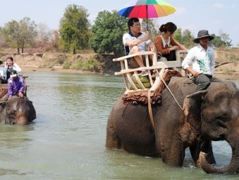 Nuôi voi sinh sản thành công, chủ voi được hỗ trợ tiền