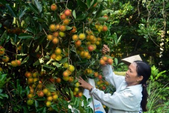 Mục tiêu huyện NTM cuối năm: Hiệu quả tạo bứt phá cho Nghĩa Hành