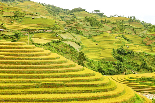 Những cung đường săn “mùa vàng” Tây Bắc đẹp nhất tháng 9