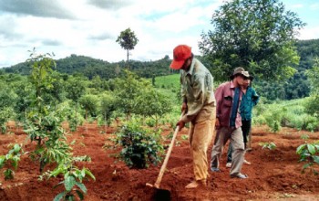 Giải ngân vốn tái canh cà phê còn nhiều khó khăn