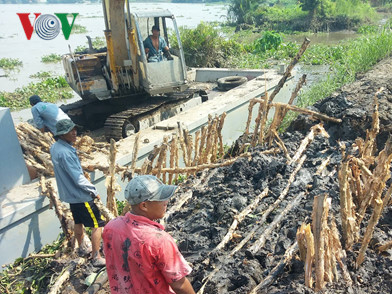 Triều cường làm sập bờ bao, hàng ngàn cây Mai Tết bị ngập úng