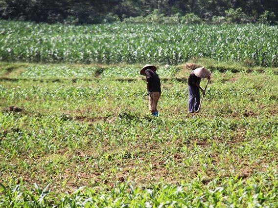 Thái Nguyên:  Gieo trồng trên 7.500ha cây màu vụ đông