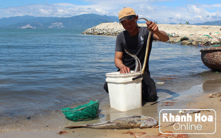 khanh hoa tim ra nguyen nhan ca chet hang loat tai vinh van phong