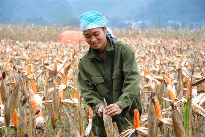 khong co xa ntm no dong xay dung co ban o lao cai