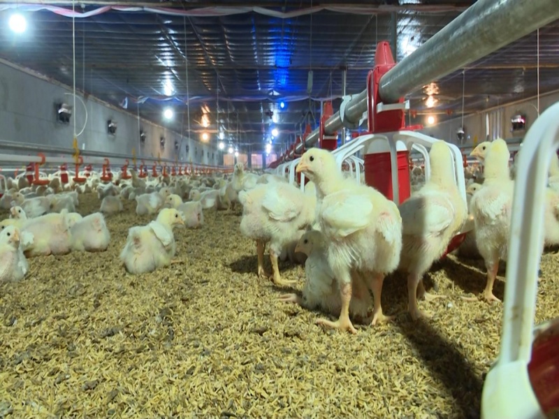 Thái Nguyên: Chủ động phòng chống dịch bệnh trên đàn gia súc, gia cầm