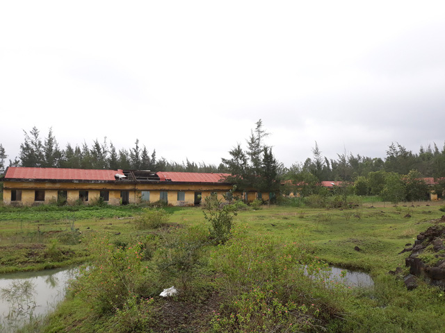 hoang tan thanh pho trong mo