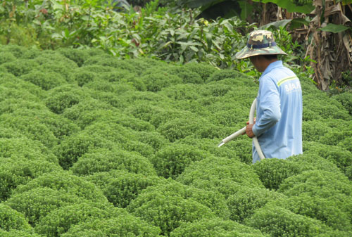 dan vung nuoc man miet mai cham hoa kiem tet