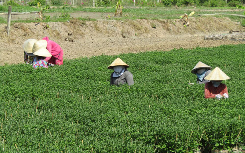 dan vung nuoc man miet mai cham hoa kiem tet