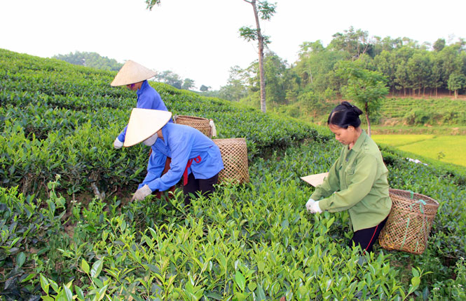 Nâng cao giá trị cây chè Định Hóa