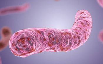 Nhiều sản phẩm dinh dưỡng công thức nhiễm khuẩn Salmonella Poona đã được nhập khẩu về Việt Nam