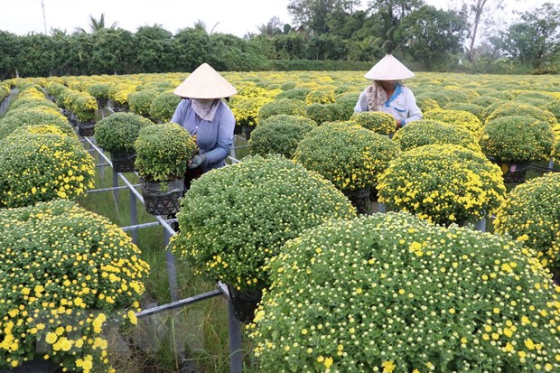 Đồng Tháp: Cúc mâm xôi trúng mùa, trúng giá trong dịp Tết