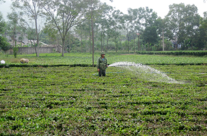 Quan tâm cải tạo diện tích chè trung du già cỗi